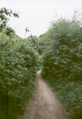 Path through lower parts of Hail Mary Hill Wood